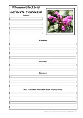 Pflanzensteckbrief-gefleckte-Taubnessel.pdf